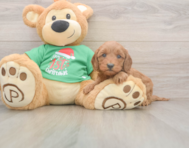 5 week old Mini Irish Doodle Puppy For Sale - Simply Southern Pups