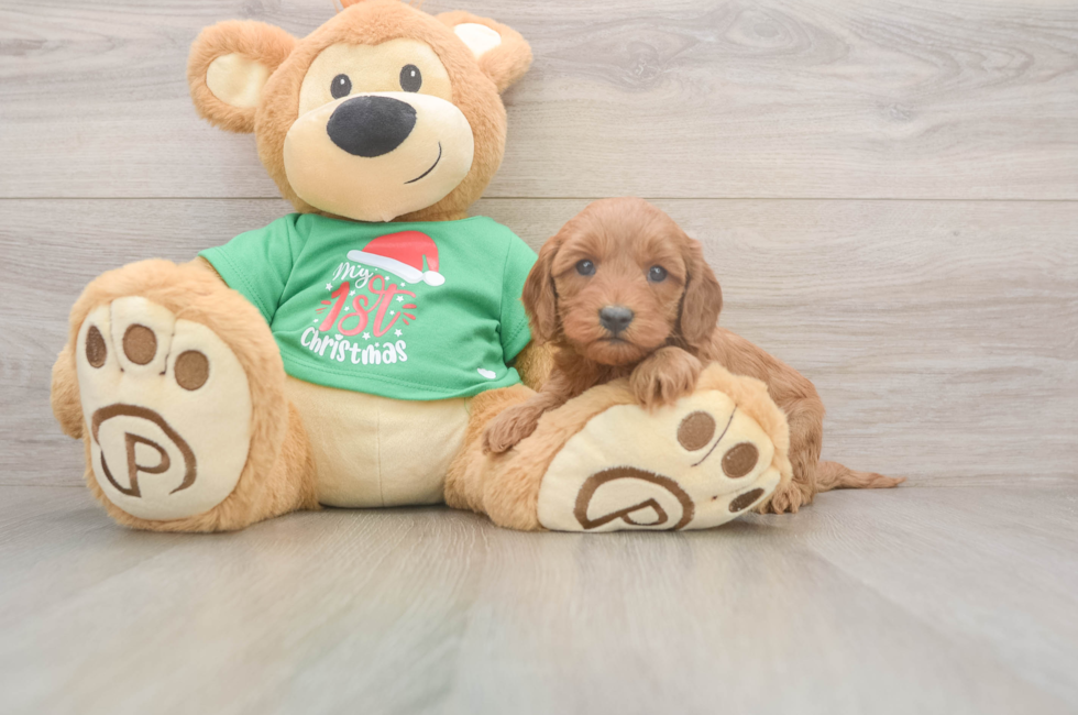 5 week old Mini Irish Doodle Puppy For Sale - Simply Southern Pups