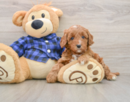 5 week old Mini Irish Doodle Puppy For Sale - Simply Southern Pups