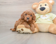 8 week old Mini Irish Doodle Puppy For Sale - Simply Southern Pups