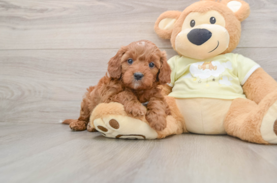 Friendly Mini Irish Doodle Baby