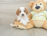 6 week old Mini Irish Doodle Puppy For Sale - Simply Southern Pups