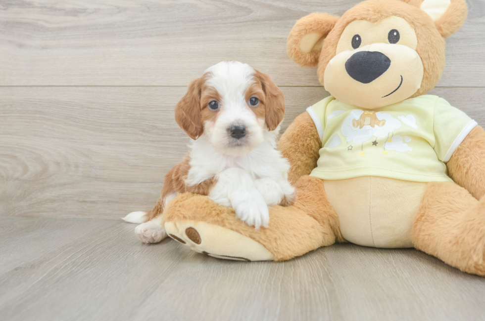 5 week old Mini Irish Doodle Puppy For Sale - Simply Southern Pups