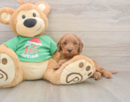 5 week old Mini Irish Doodle Puppy For Sale - Simply Southern Pups