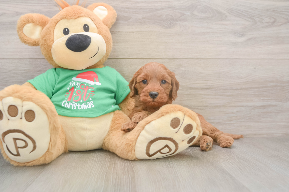 5 week old Mini Irish Doodle Puppy For Sale - Simply Southern Pups