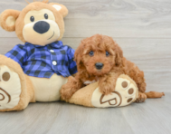 6 week old Mini Irish Doodle Puppy For Sale - Simply Southern Pups