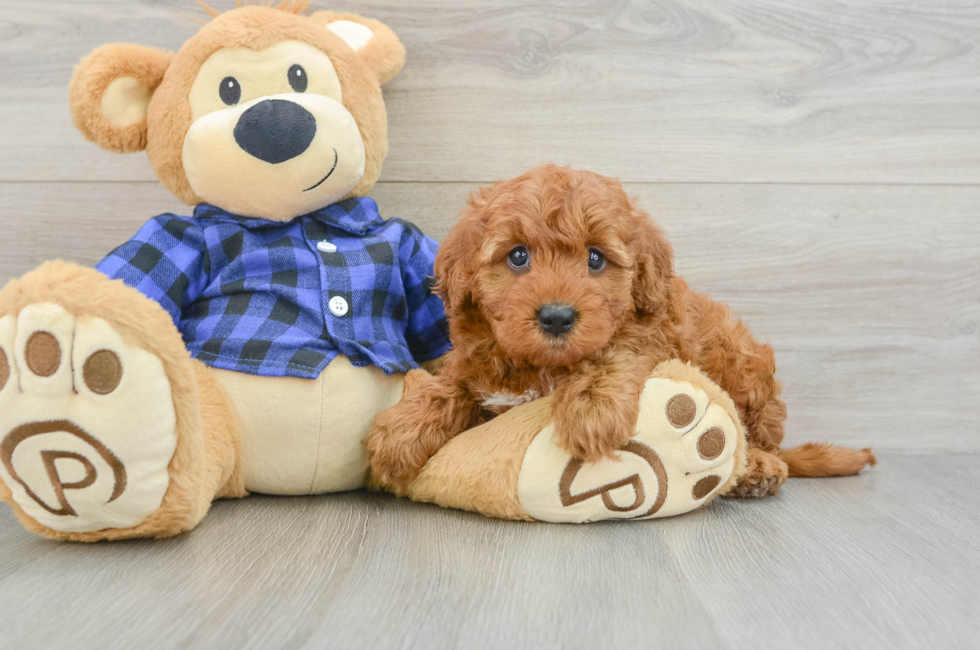 6 week old Mini Irish Doodle Puppy For Sale - Simply Southern Pups
