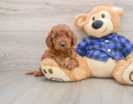 6 week old Mini Irish Doodle Puppy For Sale - Simply Southern Pups