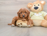 8 week old Mini Irish Doodle Puppy For Sale - Simply Southern Pups