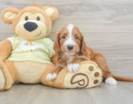 7 week old Mini Irish Doodle Puppy For Sale - Simply Southern Pups