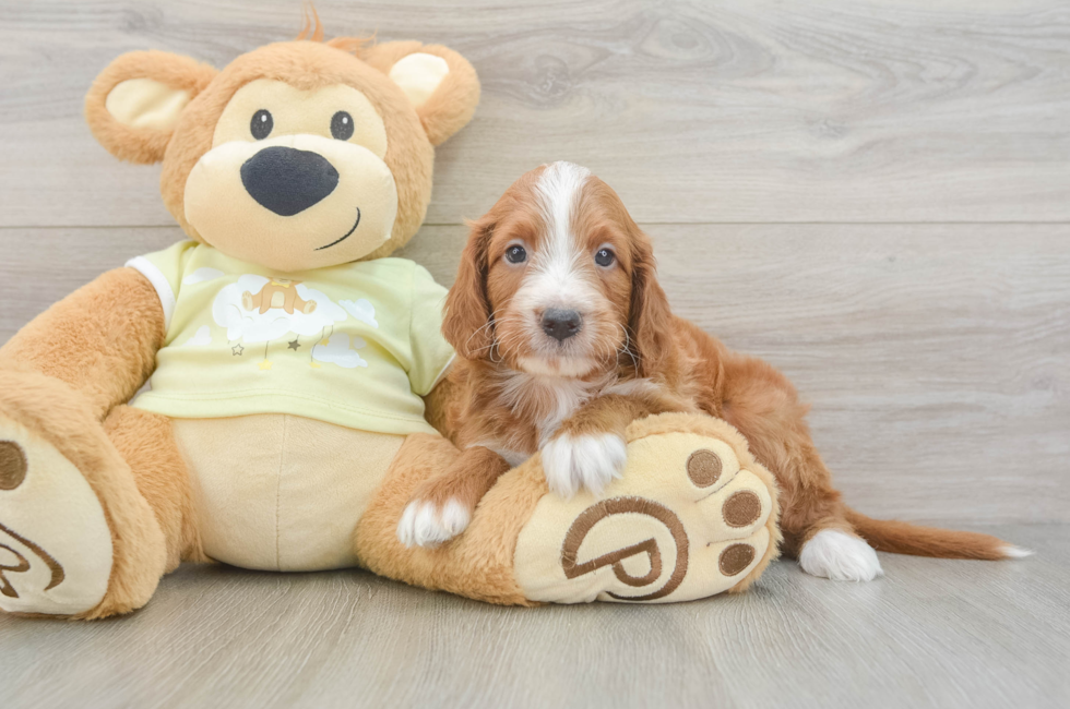 5 week old Mini Irish Doodle Puppy For Sale - Simply Southern Pups