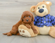 6 week old Mini Irish Doodle Puppy For Sale - Simply Southern Pups