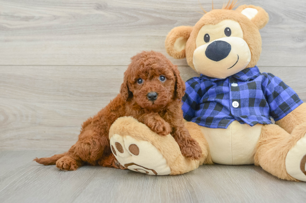 6 week old Mini Irish Doodle Puppy For Sale - Simply Southern Pups