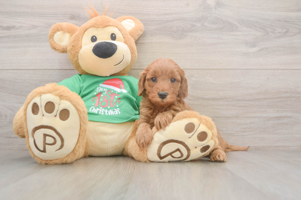 5 week old Mini Irish Doodle Puppy For Sale - Simply Southern Pups