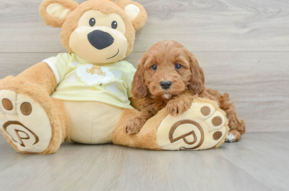 5 week old Mini Irish Doodle Puppy For Sale - Simply Southern Pups