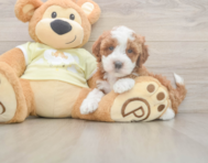 6 week old Mini Irish Doodle Puppy For Sale - Simply Southern Pups