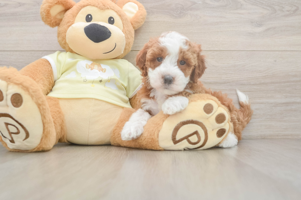 6 week old Mini Irish Doodle Puppy For Sale - Simply Southern Pups