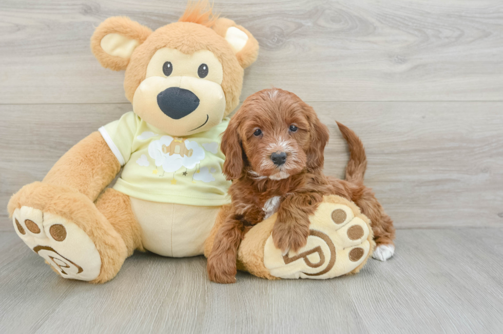 5 week old Mini Irish Doodle Puppy For Sale - Simply Southern Pups