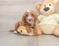 6 week old Mini Irish Doodle Puppy For Sale - Simply Southern Pups