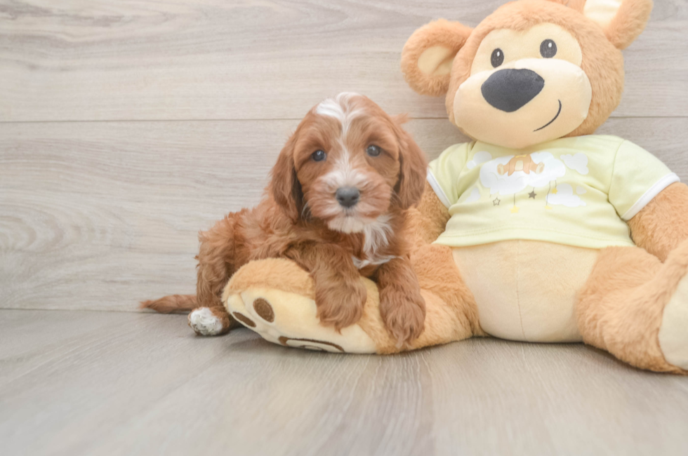 6 week old Mini Irish Doodle Puppy For Sale - Simply Southern Pups