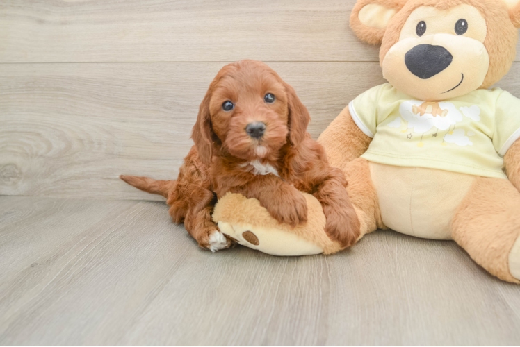 Funny Mini Irish Doodle Poodle Mix Pup