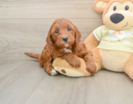 5 week old Mini Irish Doodle Puppy For Sale - Simply Southern Pups
