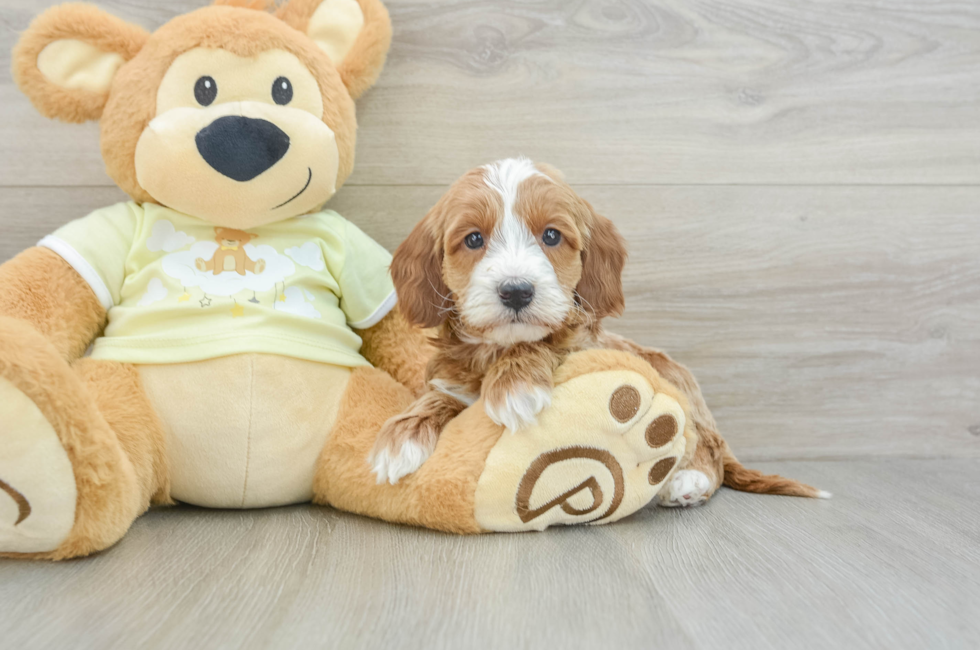 5 week old Mini Irish Doodle Puppy For Sale - Simply Southern Pups