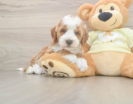 6 week old Mini Irish Doodle Puppy For Sale - Simply Southern Pups