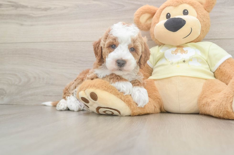 6 week old Mini Irish Doodle Puppy For Sale - Simply Southern Pups