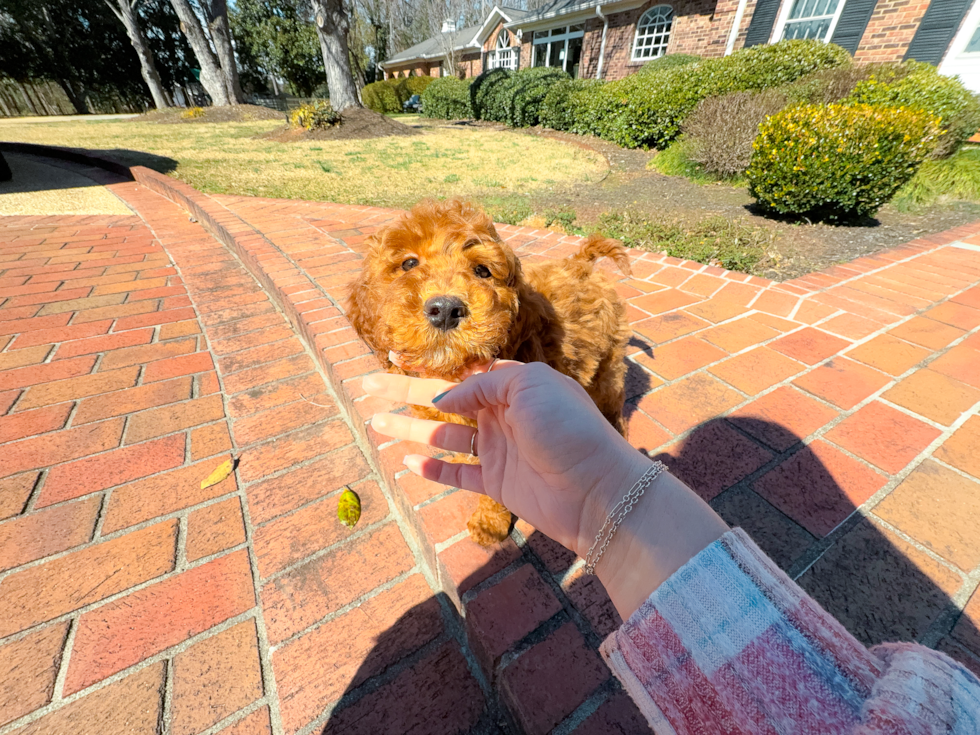 Mini Irish Doodle Pup Being Cute