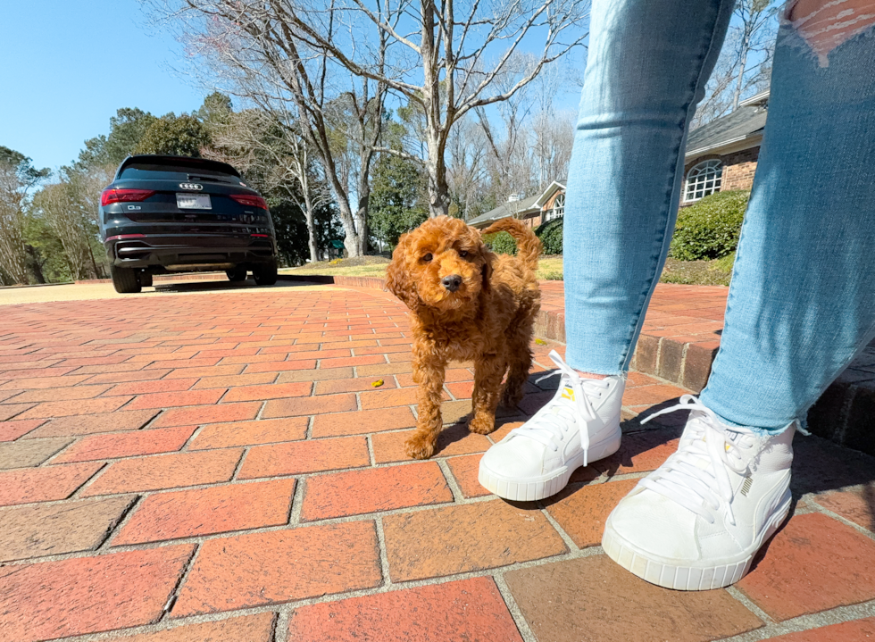 Mini Irish Doodle Pup Being Cute