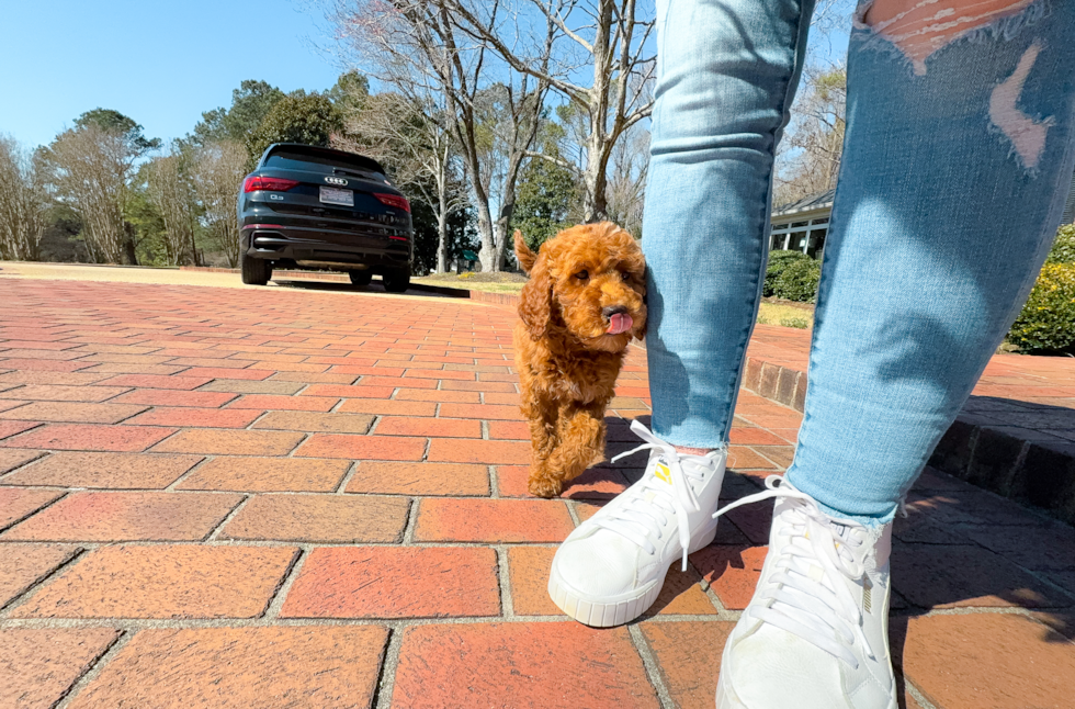 Cute Mini Irish Doodle Poodle Mix Pup