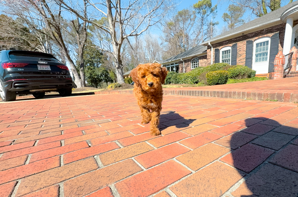 10 week old Mini Irish Doodle Puppy For Sale - Simply Southern Pups