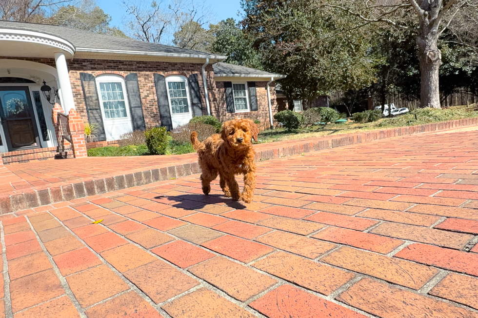 Mini Irish Doodle Pup Being Cute