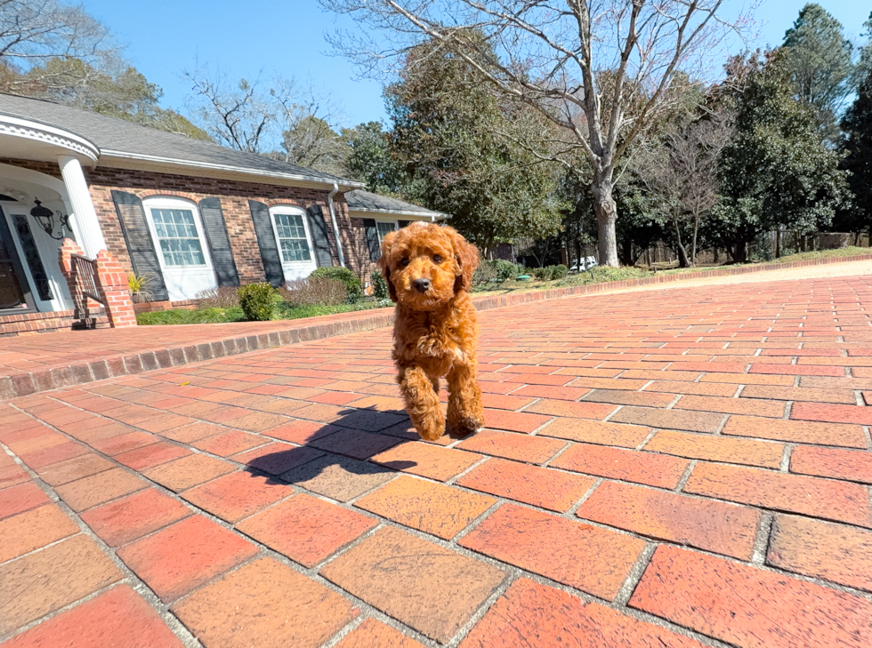 Best Mini Irish Doodle Baby