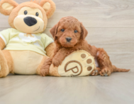 5 week old Mini Irish Doodle Puppy For Sale - Simply Southern Pups