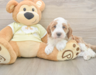 6 week old Mini Irish Doodle Puppy For Sale - Simply Southern Pups