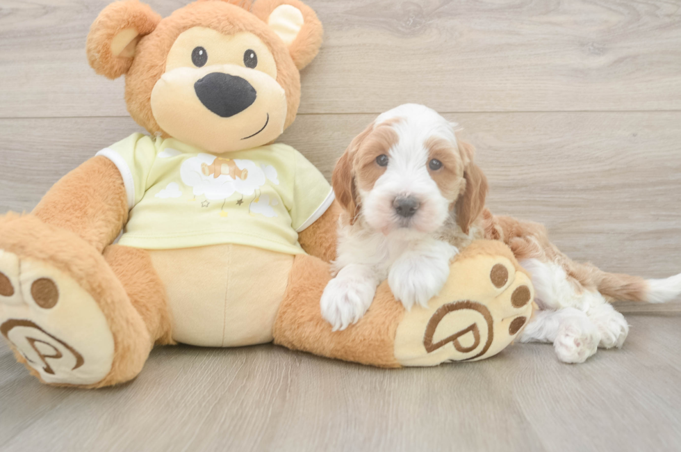 6 week old Mini Irish Doodle Puppy For Sale - Simply Southern Pups