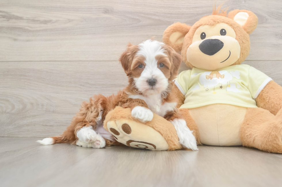 6 week old Mini Irish Doodle Puppy For Sale - Simply Southern Pups