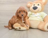 5 week old Mini Irish Doodle Puppy For Sale - Simply Southern Pups