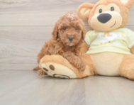 6 week old Mini Irish Doodle Puppy For Sale - Simply Southern Pups
