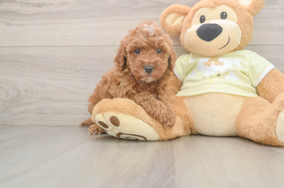 6 week old Mini Irish Doodle Puppy For Sale - Simply Southern Pups