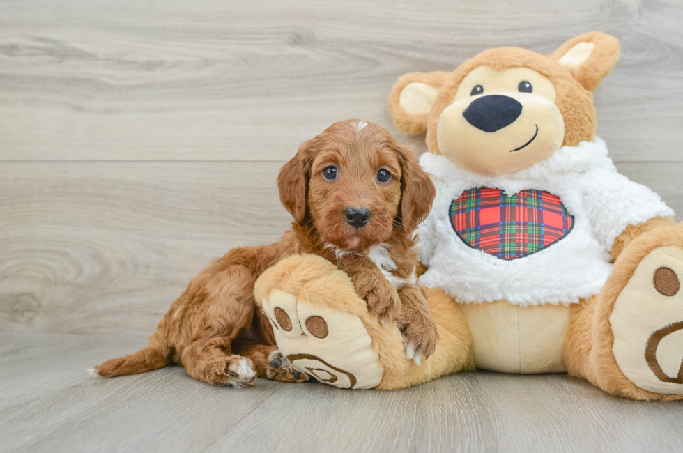 5 week old Mini Irish Doodle Puppy For Sale - Simply Southern Pups