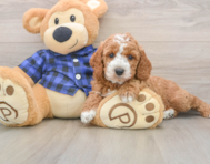 5 week old Mini Irish Doodle Puppy For Sale - Simply Southern Pups