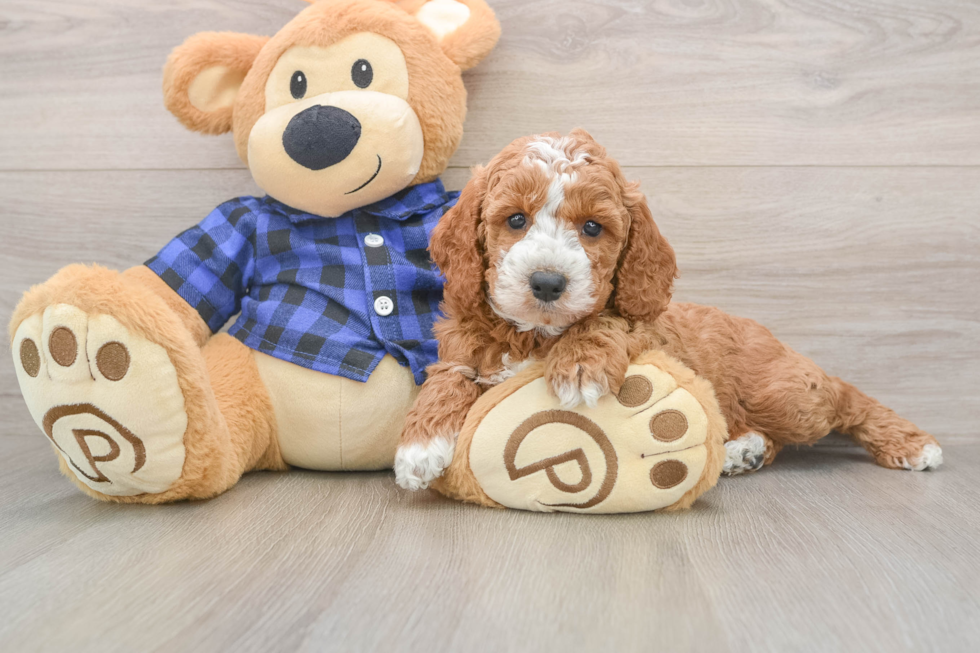 Mini Irish Doodle Pup Being Cute