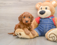 5 week old Mini Irish Doodle Puppy For Sale - Simply Southern Pups