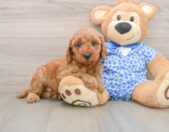 7 week old Mini Irish Doodle Puppy For Sale - Simply Southern Pups