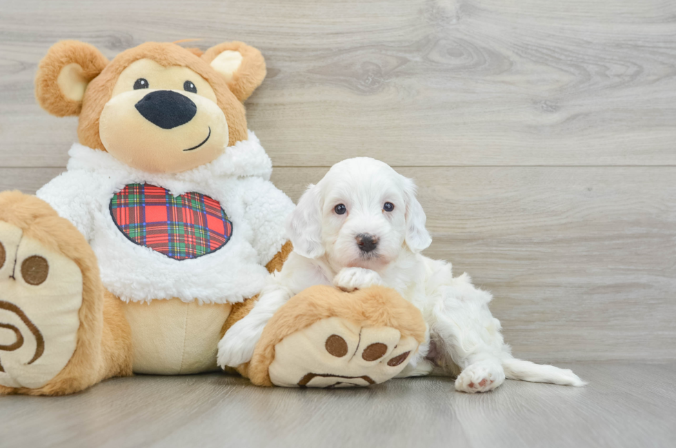 5 week old Mini Irish Doodle Puppy For Sale - Simply Southern Pups