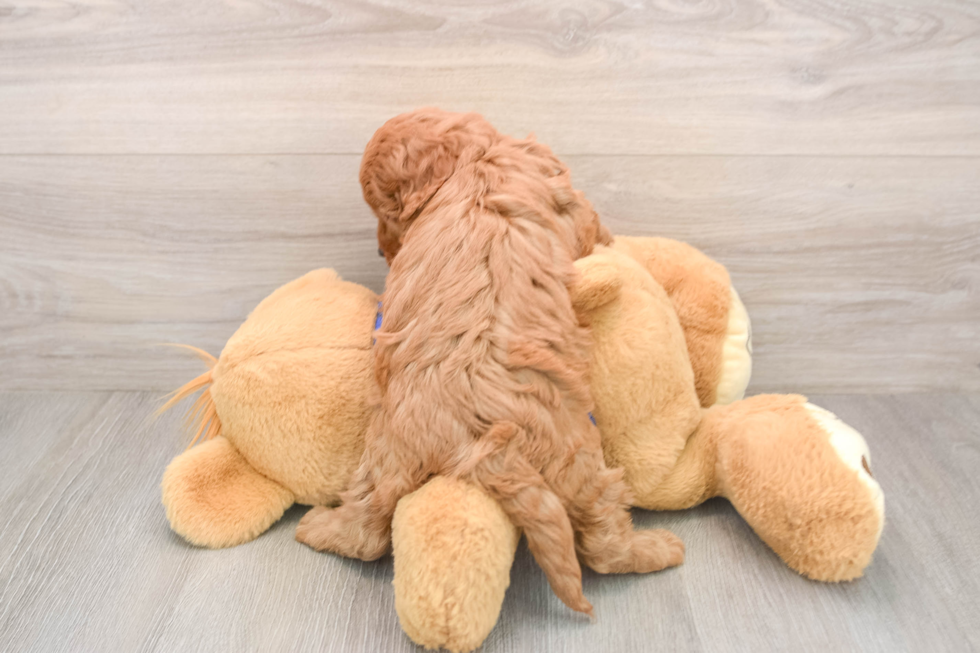 Mini Irish Doodle Puppy for Adoption