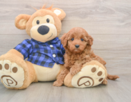 6 week old Mini Irish Doodle Puppy For Sale - Simply Southern Pups